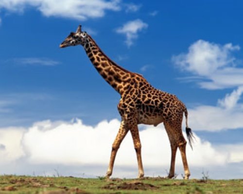 Población de jirafas cae un 43% y corre peligro de extinción