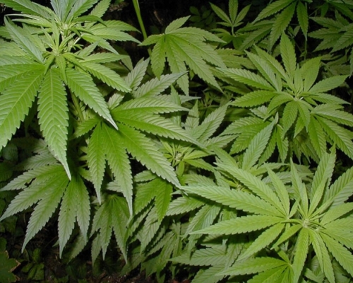 Incautan media tonelada de mariguana en Tijuana