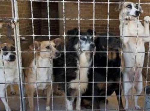 Apresan a una docena de perros por atacar a dos personas
