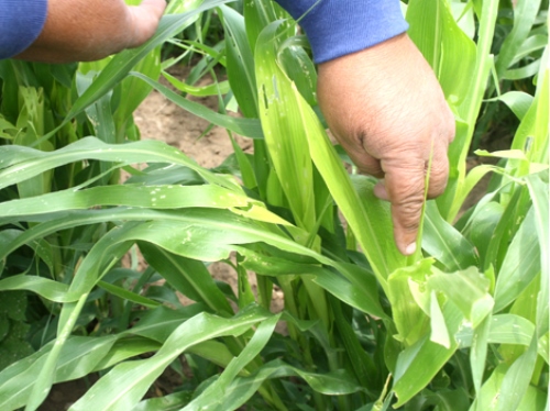 Falla distribución de recursos para el campo