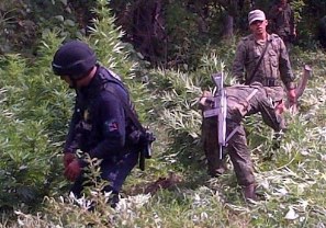 Destruyen Cuatro Plantíos de Marihuana en Ahuacatlán, Nayarit