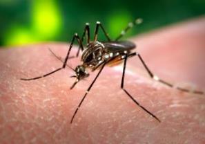 Pide Secretaría de Salud a Ciudadanos Apoyo para Combatir el Dengue
