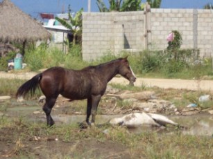 Peste de Caballo Sepultado Provocó Trifulca Entre Vecinos de Bahía