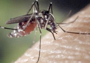 Se une SEDESOL a la SSN en Combate Contra el Dengue