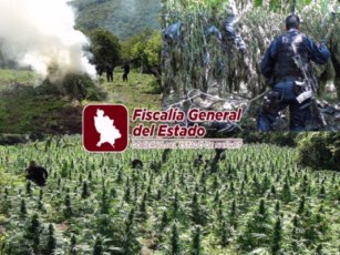 Destruyen 3.4 Hectáreas de Marihuana en Nayarit
