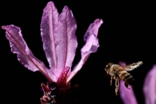 Abejas usan “piloto automático” para aterrizar