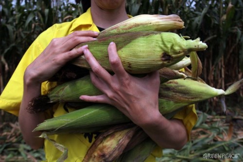 Eliminarán decreto del 2008 para dejar de importar maíz de Sudáfrica: Sagarpa