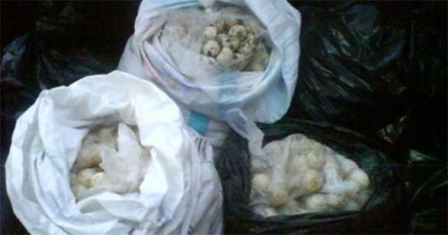 Detienen a mujeres con carne y 84 huevos de tortuga golfina