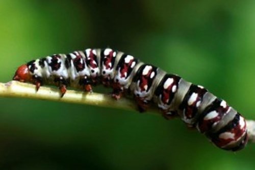 Proteína de oruga, eficaz de tratar el sarampión
