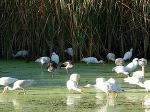 Avanza Proyecto Para Proteger la Laguna del Quelele