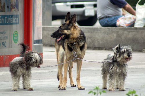 Diputados aprueban minuta de trato digno para animales