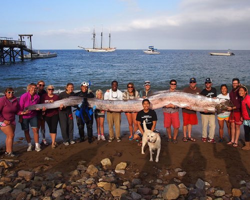Descubren animal marino de casi 6 metros en California