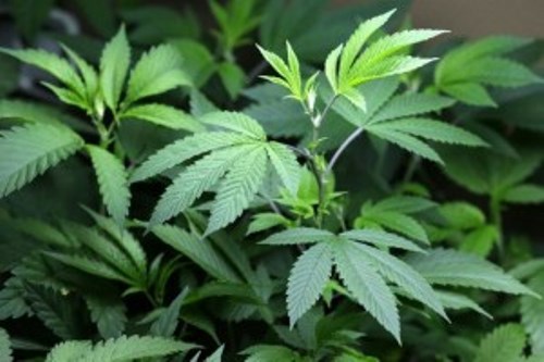 Washington legaliza la venta de mariguana
