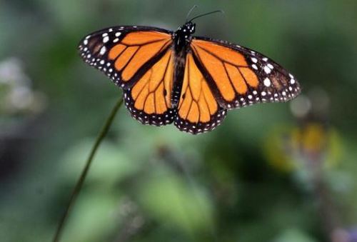 Llegan tarde y 50% menos mariposas monarca a México