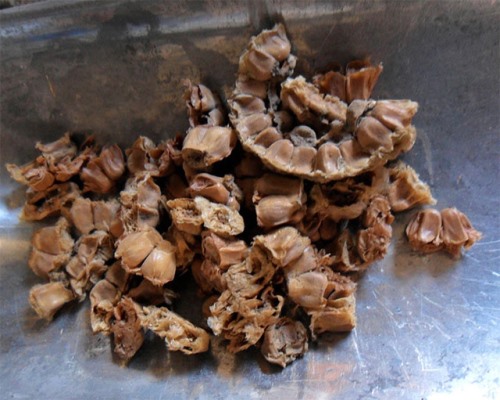 Descubren indicios de agricultura con antigüedad de 5 mil años