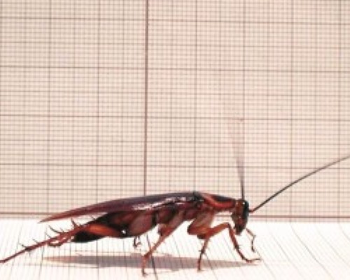 Descubren cucaracha resistente al frío