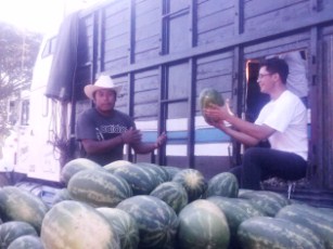 Inicia la Cosecha de Sandía con Buenos Precios