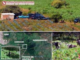 Destruyen Cuatro Plantíos de Amapola en Tepic