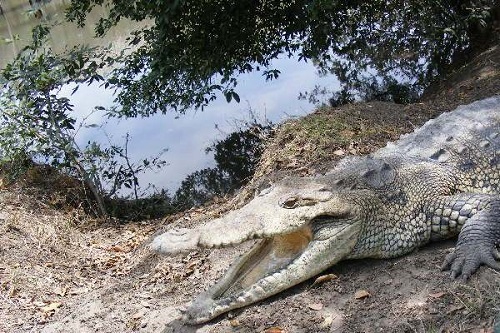 Esperan la Declaratoria de Zona Natural Protegida del Quelele