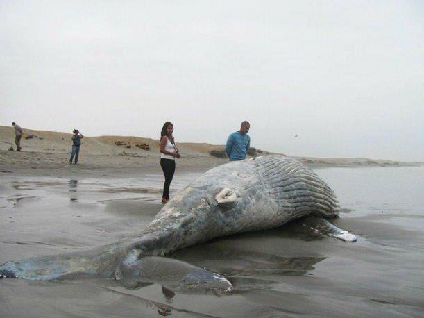 Aparece Ballena Muerta en Bahía de Matanchén, Nayarit