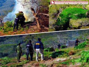 Destruyen 10 Plantíos de Marihuana en Jala, Nayarit