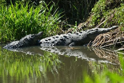 Piden a PC Alertar Sobre Presencia de Cocodrilos en Puente del Tondoroque