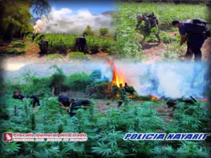 Hallan 21 Plantíos de Marihuana en Ahuacatlán, Nayarit