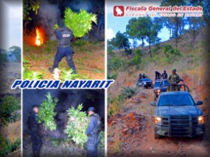 Destruyen en Compostela dos Toneladas de Marihuana