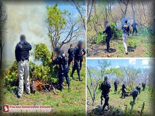 Destruyen Cinco Sembradíos de Marihuana en Ixtlán del Río
