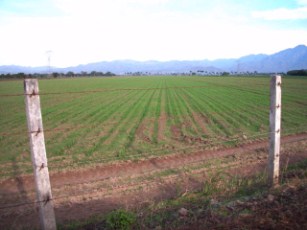Debe Dejar de ser una Dirección de Relleno Desarrollo Rural