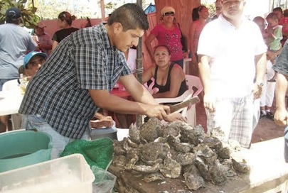 Se Concentarán Ostioneros en Playa el Punto de Bucerías