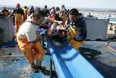 Reciben Permisos de Pesca de Atún en Altamar 19 Pescadores de Bahía