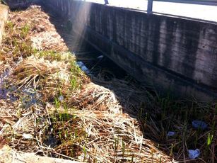 Frente al Aeropuerto Canal Con Agua Estancada Foco de Dengue