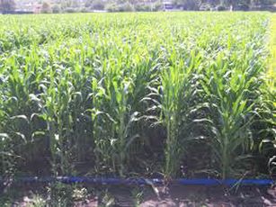 Productores de Maíz, les Preocupa ser Alcanzados por la Lluvia