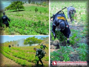Destruyen Cuatro Plantíos de Marihuana en Jala