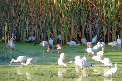Inspeccionarán Descargas Residuales en la Laguna del Quelele
