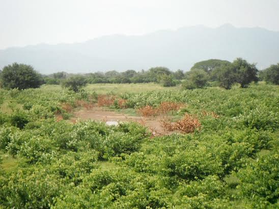 Contra Calentamiento Global la Reforestación
