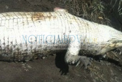 Realiza PROFEPA y PGR Trabajo de Inteligencia sobre Muerte de Cocodrilos