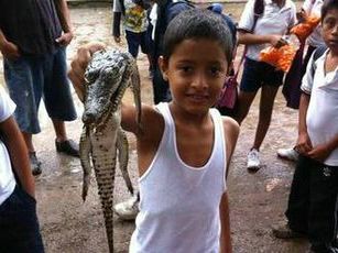Atropellan Animales del Estero El Salado