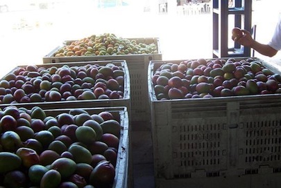 En Apogeo los Robos en Huertos de Mangos de Bahía de Banderas