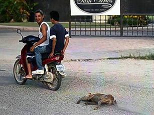 Iba Vivo Perro Amarrado a Motocicleta