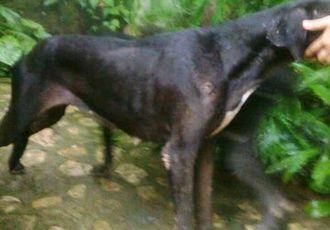 Proceden Contra Restaurante “Canopy Nogalito” por Maltrato a Animales