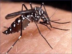 Inicia Nebulización Contra el Dengue en Todo el Municipio