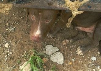 Denuncian Maltrato Animal en Campestre Las Cañadas