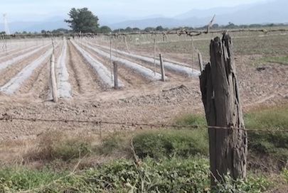 Solución Fitosanitaria y Rescate del Campo no debe Politizarse