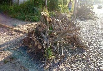 Ahora Destruyen Árboles en Aralias
