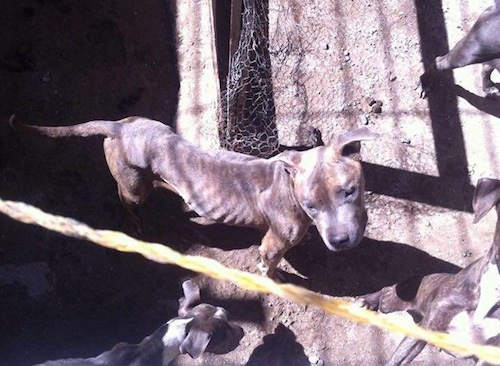 Bahía de Banderas, Sin Reglamento de Protección a Animales