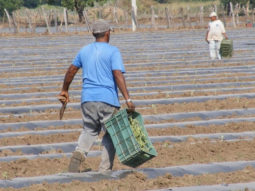 Presentarán Reglamento para Regular la Sanidad Vegetal de Bahía