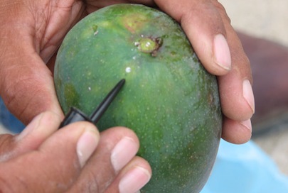 Elaborarán padrón de productores y combatirán plagas en Bahía