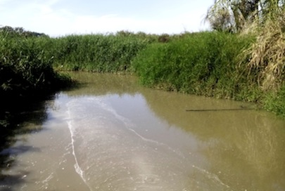 Más de una semana OROMAPAS contaminó la Laguna de San Pancho